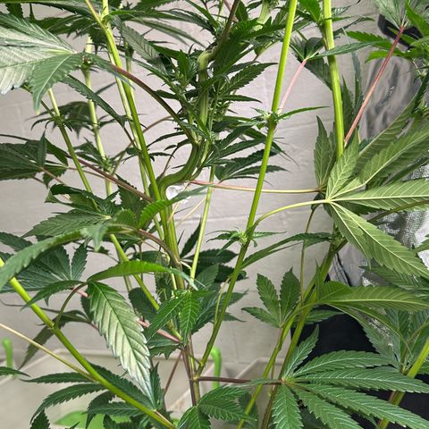 MiscxLAZ #29 C growlog timeline photo