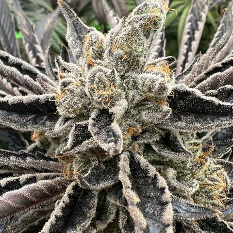 CxLAZ #16 50.72g growlog timeline photo