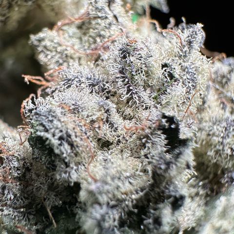 Misc x (LA Kush x Zkittles) #29 25.69g growlog timeline photo