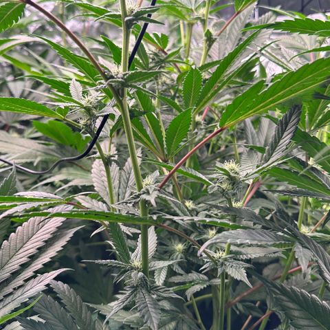 MiscxLAZ #29 C growlog timeline photo
