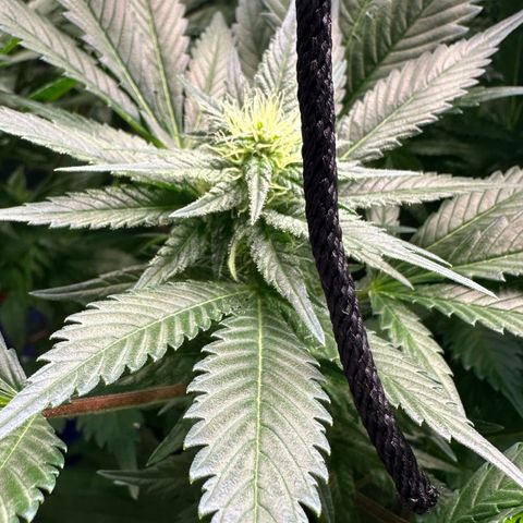 Fuel D.OG #1 Female 47.36g growlog timeline photo