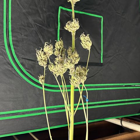 Misc x (LA Kush x Zkittles) #33 19.08g growlog photo: Moved to plastic bag
