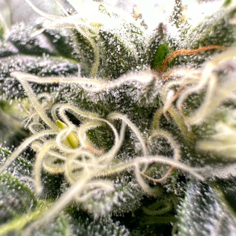 MiscxLAZ #08 C #1 growlog timeline photo