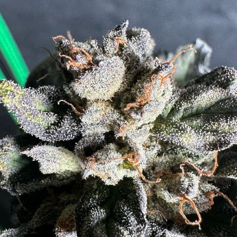 Misc x (LA Kush x Zkittles) #05 growlog timeline photo
