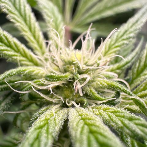 CxLAZ #20 C1 25g growlog timeline photo