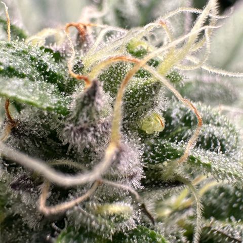 CxLAZ #03 C #1 58.58g growlog timeline photo