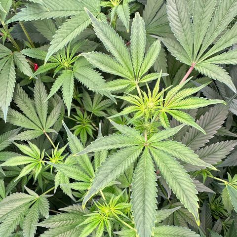 MiscxLAZ #37 C growlog timeline photo