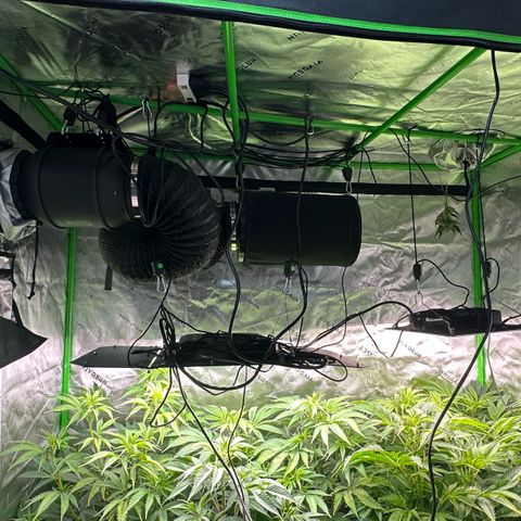 Shaman growlog timeline photo