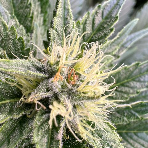Fuel D.OG #1 Female 47.36g growlog timeline photo