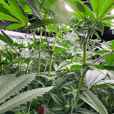 MiscxLAZ 5-4 34.63g growlog timeline photo
