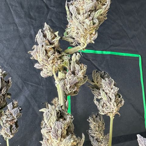 CxLAZ #03 45.52g growlog photo: Moved to plastic bag