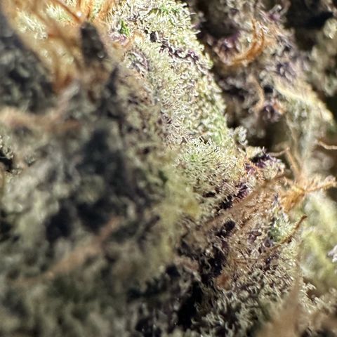 CxLAZ #03 45.52g growlog timeline photo