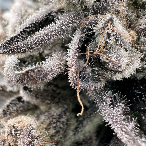 Misc x (LA Kush x Zkittles) #29 25.69g growlog timeline photo