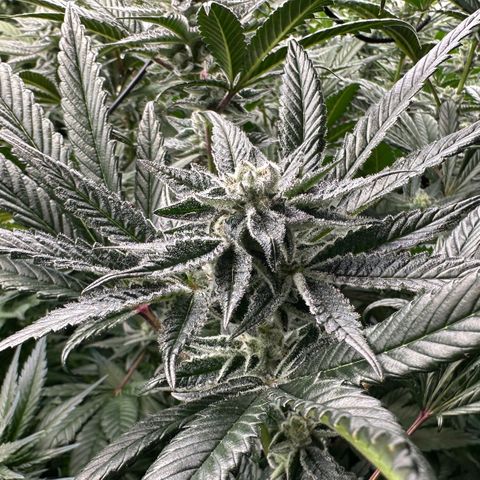 MiscxLAZ #29 C growlog timeline photo