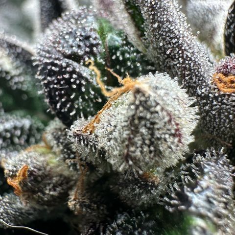 Misc x (LA Kush x Zkittles) #33 19.08g growlog timeline photo