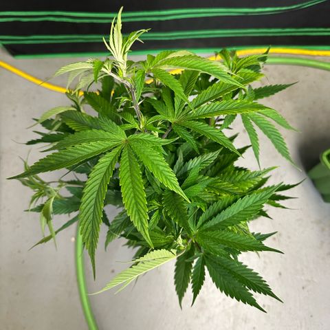 MiscxLAZ #29 C growlog timeline photo