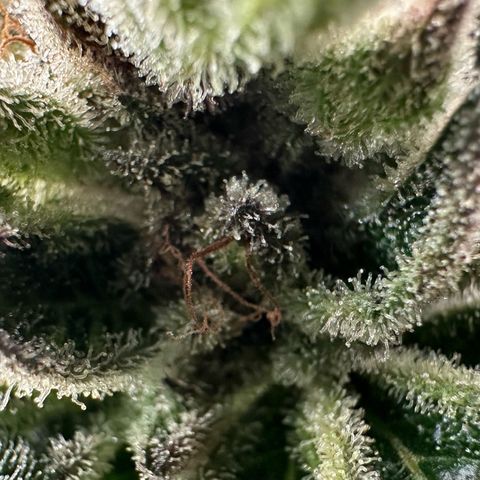 Misc x (LA Kush x Zkittles) #28 13.53g growlog timeline photo
