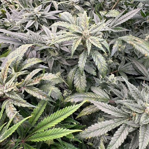 MiscxLAZ #08 C #1 growlog timeline photo