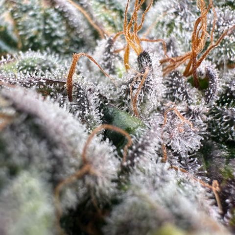 Misc x (LA Kush x Zkittles) #04 10.54g growlog timeline photo