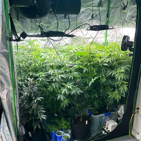 Shaman growlog timeline photo