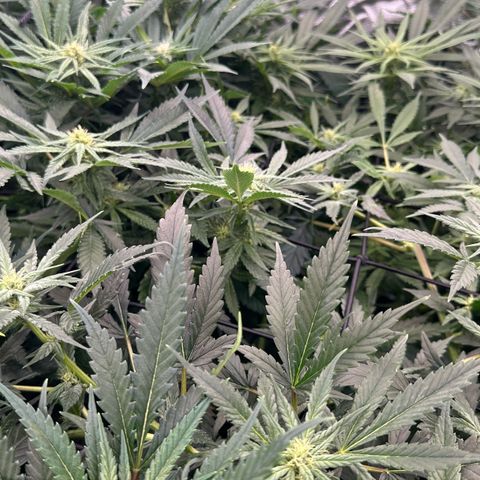 Fuel D.OG #1 Female 47.36g growlog timeline photo