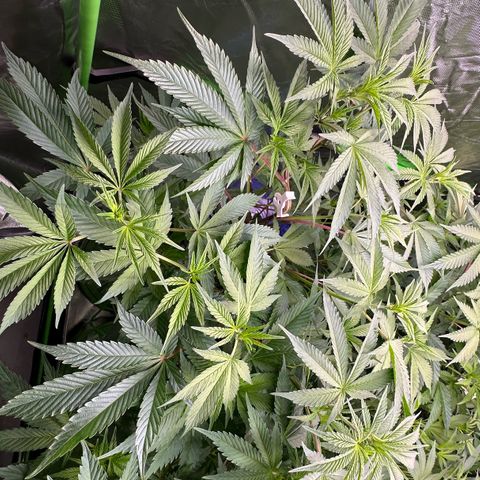 CxLAZ #03 C #1 58.58g growlog timeline photo