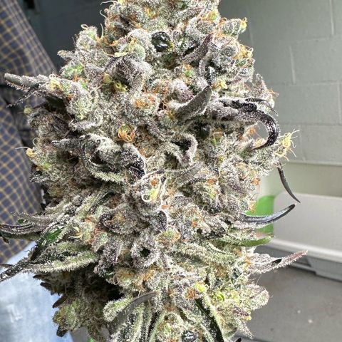 CxLAZ #24 37.13g growlog photo: Harvest day
