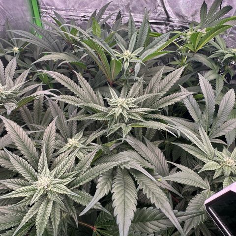 Fuel D.OG #1 Female 47.36g growlog timeline photo
