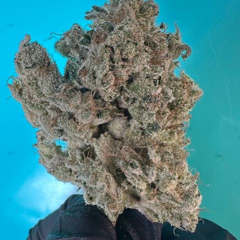CxLAZ #15 52g growlog photo: Seeded bud