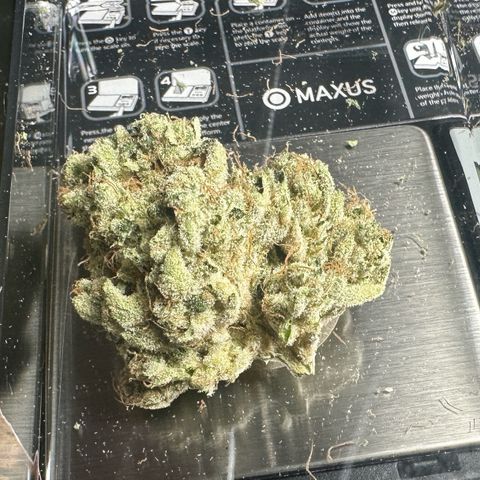 CxLAZ #15 52g growlog photo: Trim and put in grove bag, kind of dry.