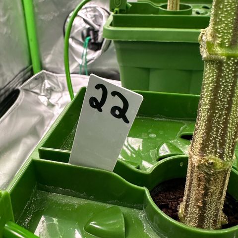 MiscxLAZ #22 C 42.33g growlog timeline photo