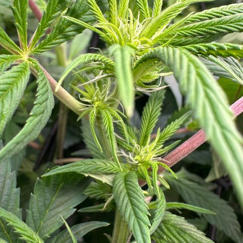 MiscxLAZ #26 C #1 47.15g growlog timeline photo