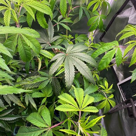 MiscxLAZ #26 C #2 growlog timeline photo