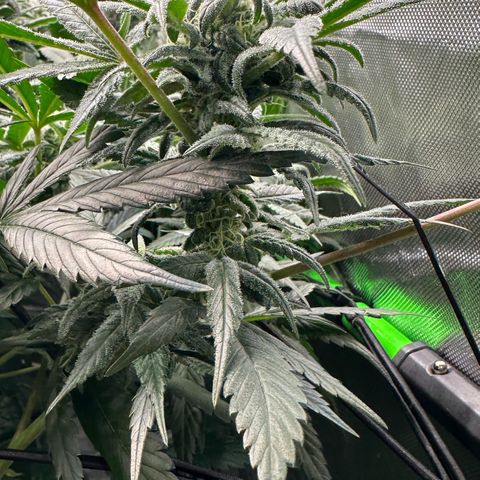 MiscxLAZ #08 C #1 growlog timeline photo
