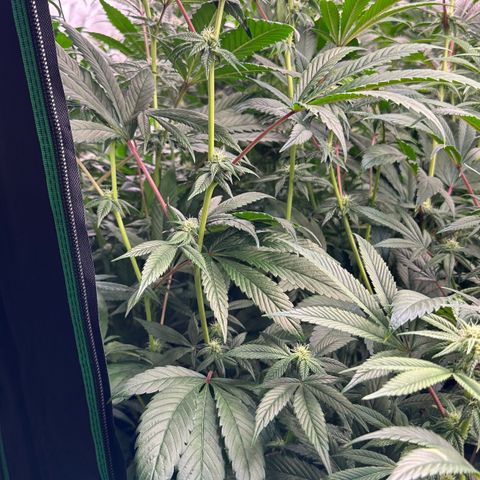MiscxLAZ #26 C #1 47.15g growlog timeline photo