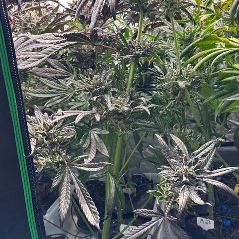 Misc x (LA Kush x Zkittles) #33 19.08g growlog timeline photo