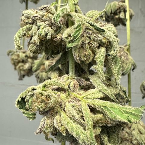 CxLAZ #16 50.72g growlog photo: Moved to plastic bag
