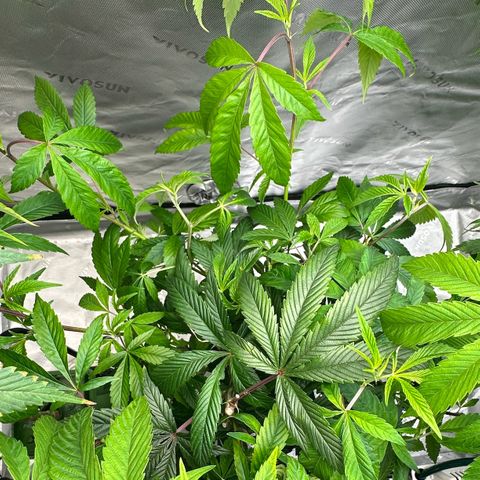 MiscxLAZ #26 C #2 growlog timeline photo