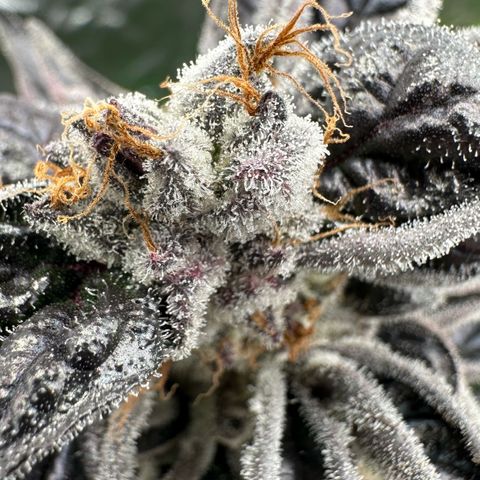 CxLAZ #03 45.52g growlog timeline photo