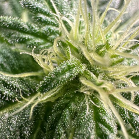 Fuel D.OG #1 Female 47.36g growlog timeline photo