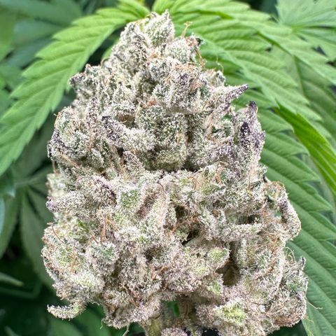 CxLAZ #24 37.13g growlog photo: Seeded bud