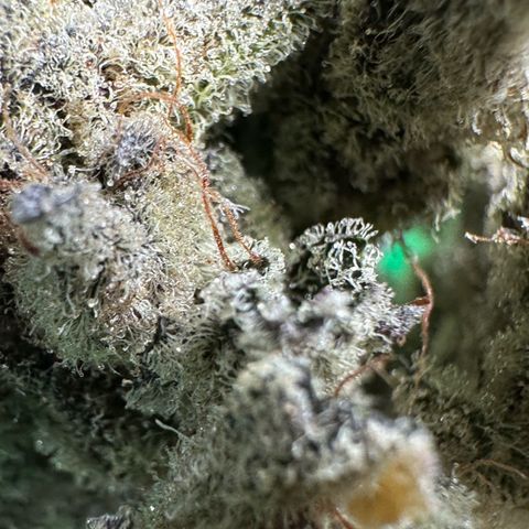 Misc x (LA Kush x Zkittles) #29 25.69g growlog timeline photo