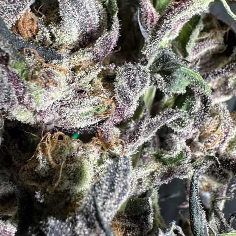 Misc x (LA Kush x Zkittles) #37 42.26g growlog photo: Moved to plastic bag