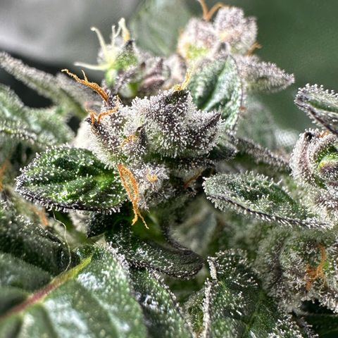 Auto Think Different  #1 growlog timeline photo