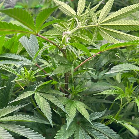 MiscxLAZ #29 C growlog timeline photo