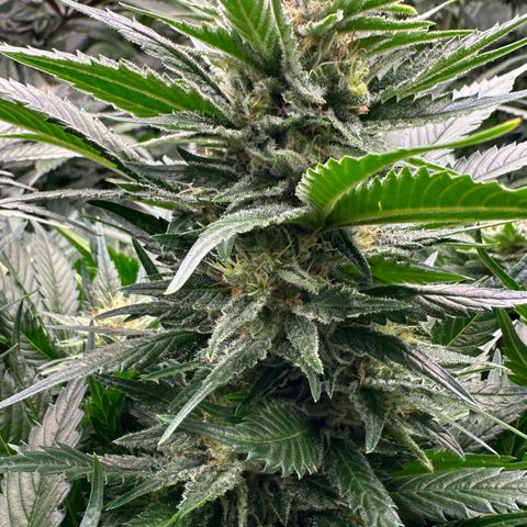 Fuel D.OG #1 Female 47.36g growlog timeline photo