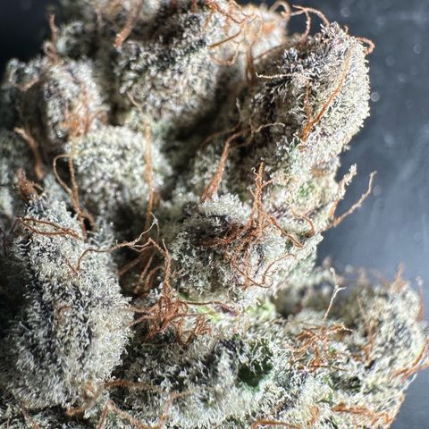Misc x (LA Kush x Zkittles) #34 15.68g growlog timeline photo