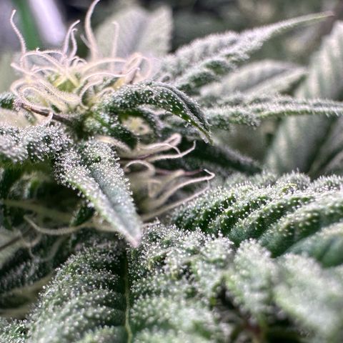 MiscxLAZ 5-4 34.63g growlog timeline photo