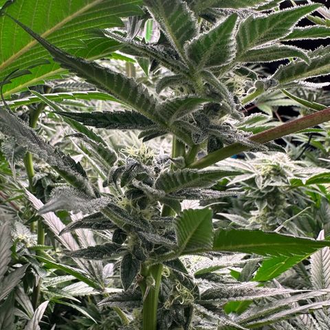 CxLAZ #31 C growlog timeline photo