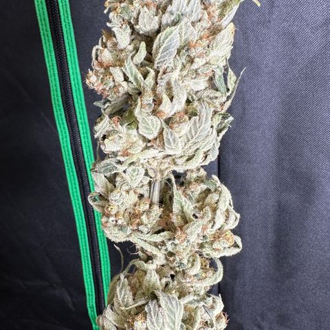 Misc x (LA Kush x Zkittles) #08 growlog photo: Moved to plastic bag